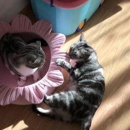 七喵吃瓜视频,揭秘娱乐圈幕后故事，带你领略明星真实生活