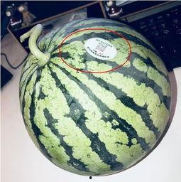 网红青蛙 吃瓜,背后的故事与影响力