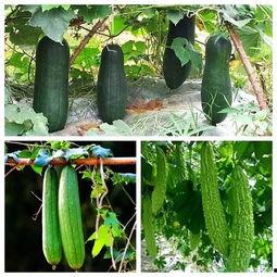 真正喜欢吃瓜,揭秘真正喜欢吃瓜的奥秘