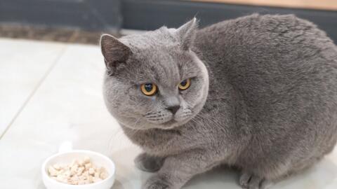 吃瓜蓝猫,揭秘娱乐圈的幕后故事