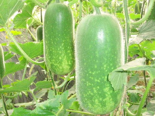 带你吃瓜树屋,揭秘网络红人的神秘生活