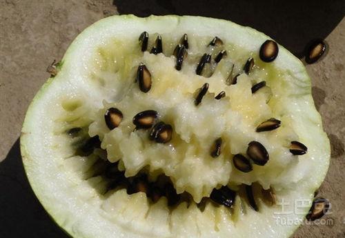 吃籽瓜的歌,夏日田园生活乐章