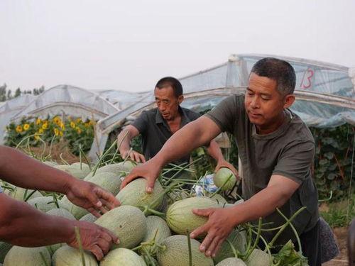 大步村吃瓜视频,揭秘乡村生活趣味瞬间