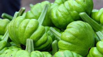 云南姜柄瓜蘸酱吃,姜柄瓜蘸酱的独特风味体验